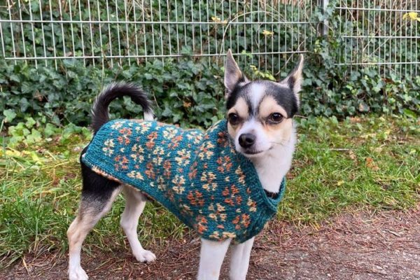 Dog with green patterned sweater