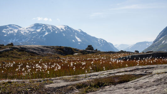A sea of mountain flowers