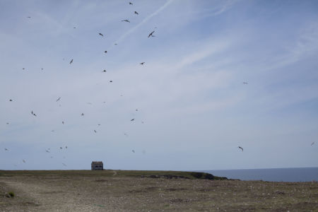 Birds circling above a lonely house on a cliff