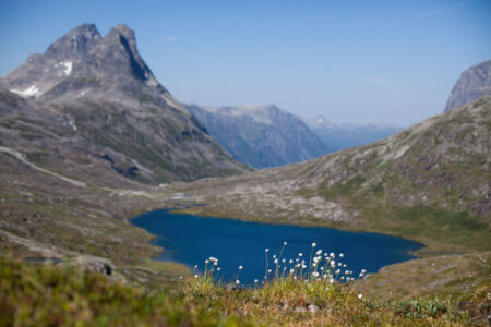 Flowers in a mountain lake