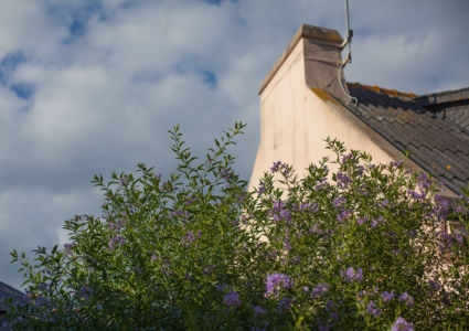 Lilac flowers with puffy clouds
