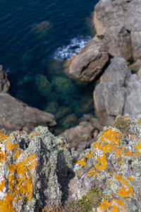Orange lichen on a cliff by the ocean