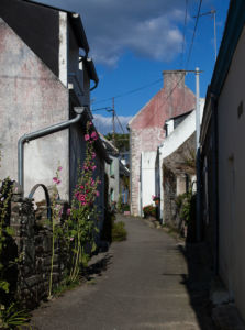 Pink flowers in a village alley