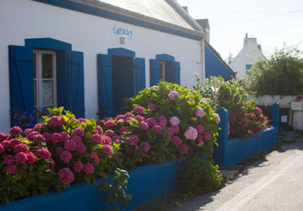 Pink flowers on blue fence