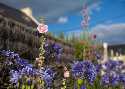 Purple and pink flowers against the sky