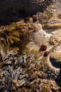 Sea anemones on a cliff
