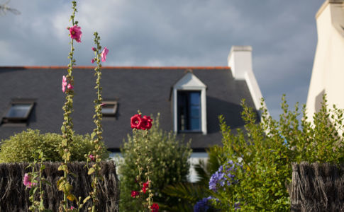 Tall flowers by the cottage