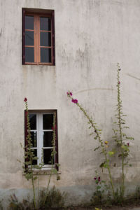 Tall flowers with two windows